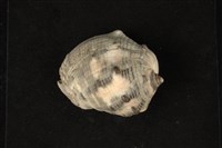 藏品(臺灣岩螺)的圖片